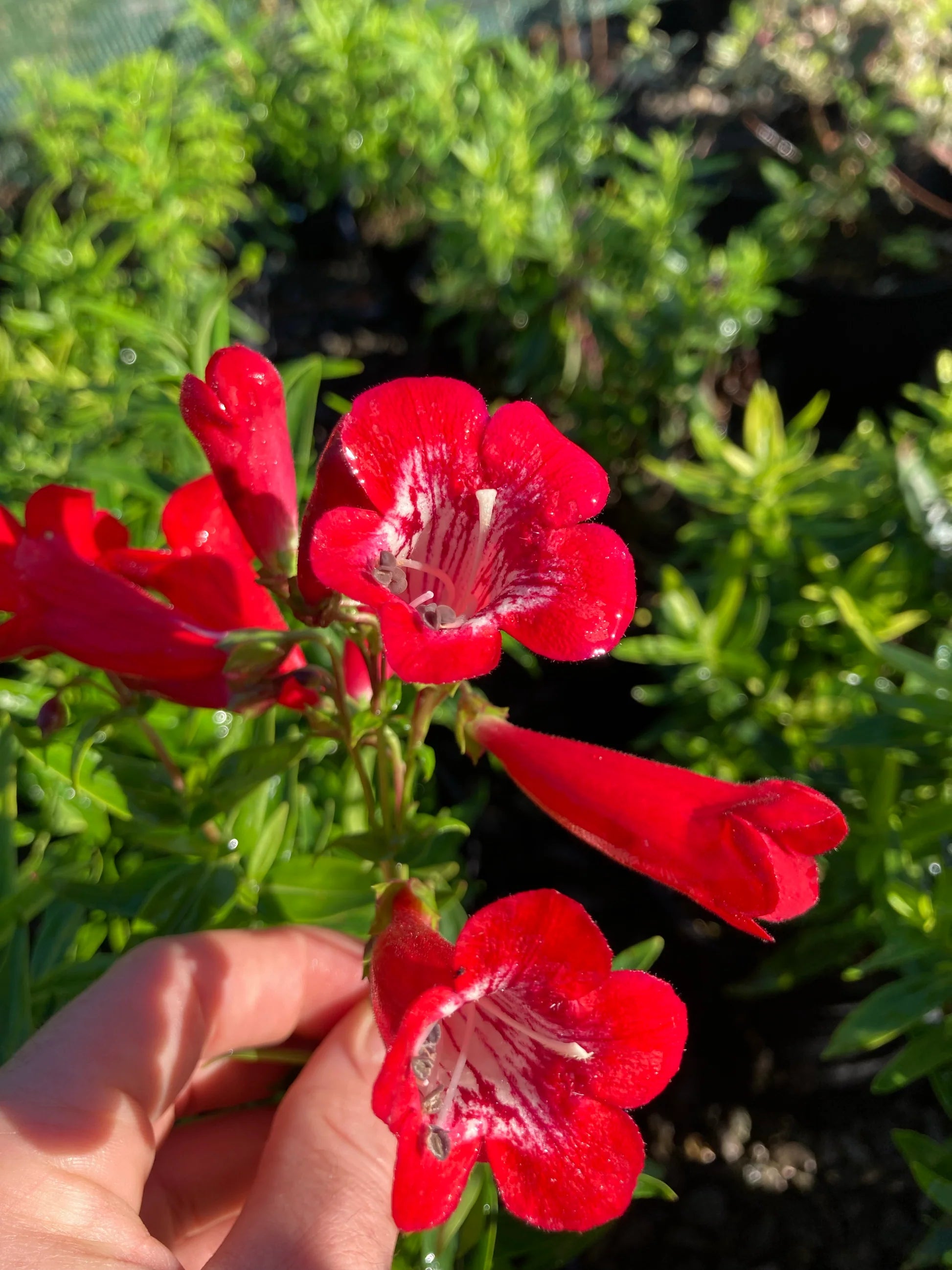 Rot Penstemon Hartwegii Blumensamen zur Aussaat – leuchtend – Traditionssorte & ohne Gentechnik Samen Hausgarten