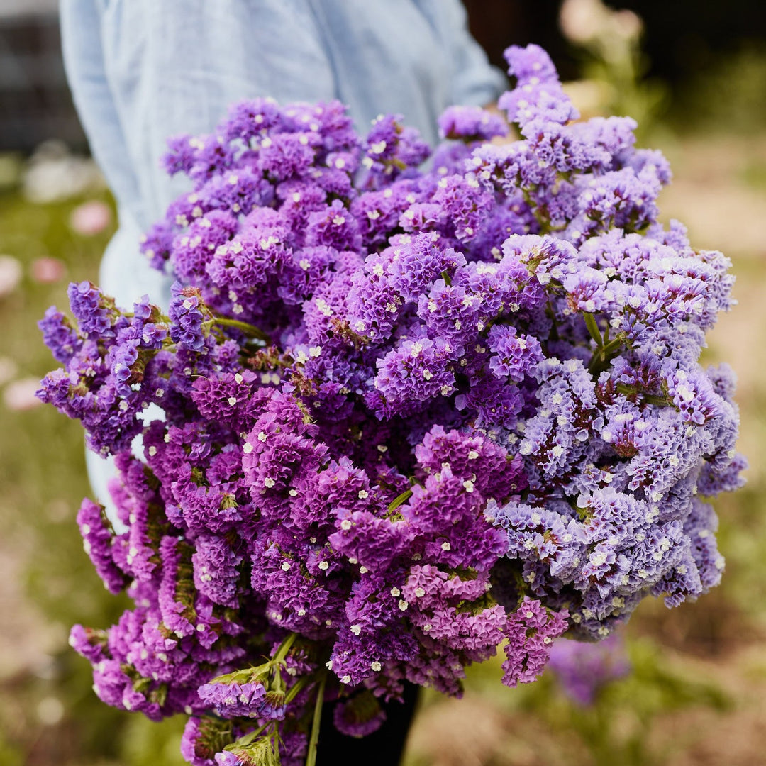 Statice Lila Anziehung Samen Lila Statice Blumen