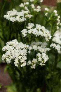 Weiß Statice Blumensamen zur Aussaat – Garten beliebt – Traditionssorte & ohne Gentechnik Samen Hausgarten