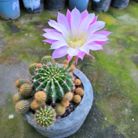 Echinopsis Blumensamen zur Aussaat hochwertige Qualitäts- Traditionssorte & ohne Gentechnik Samen Hausgarten