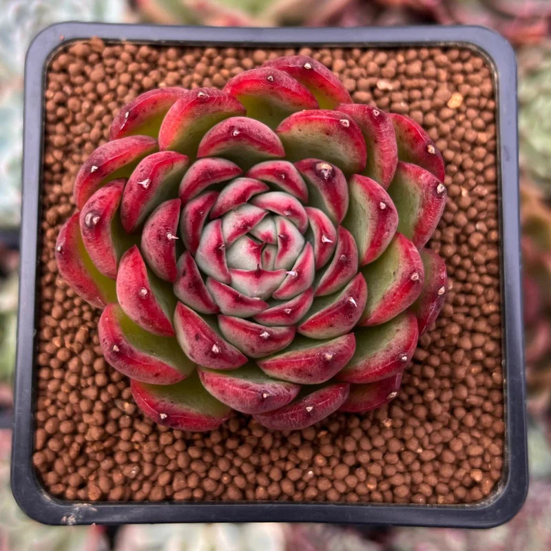 dunkel Rot Succulent Blumensamen zur Aussaat Bestäuber freundlich Traditionssorte & ohne Gentechnik Samen Hausgarten