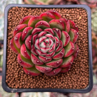 dunkel Rot Succulent Blumensamen zur Aussaat Bestäuber freundlich Traditionssorte & ohne Gentechnik Samen Hausgarten