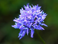 Blau Gilly Blumensamen zur Aussaat – Drought verträglich – Traditionssorte & ohne Gentechnik Samen Hausgarten