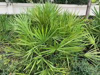 Saw Palmetto-Pläne Samen für einfaches Anpflanzen