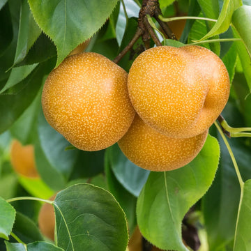 Japanische Birne Fruchtsamen für einfaches Anpflanzen