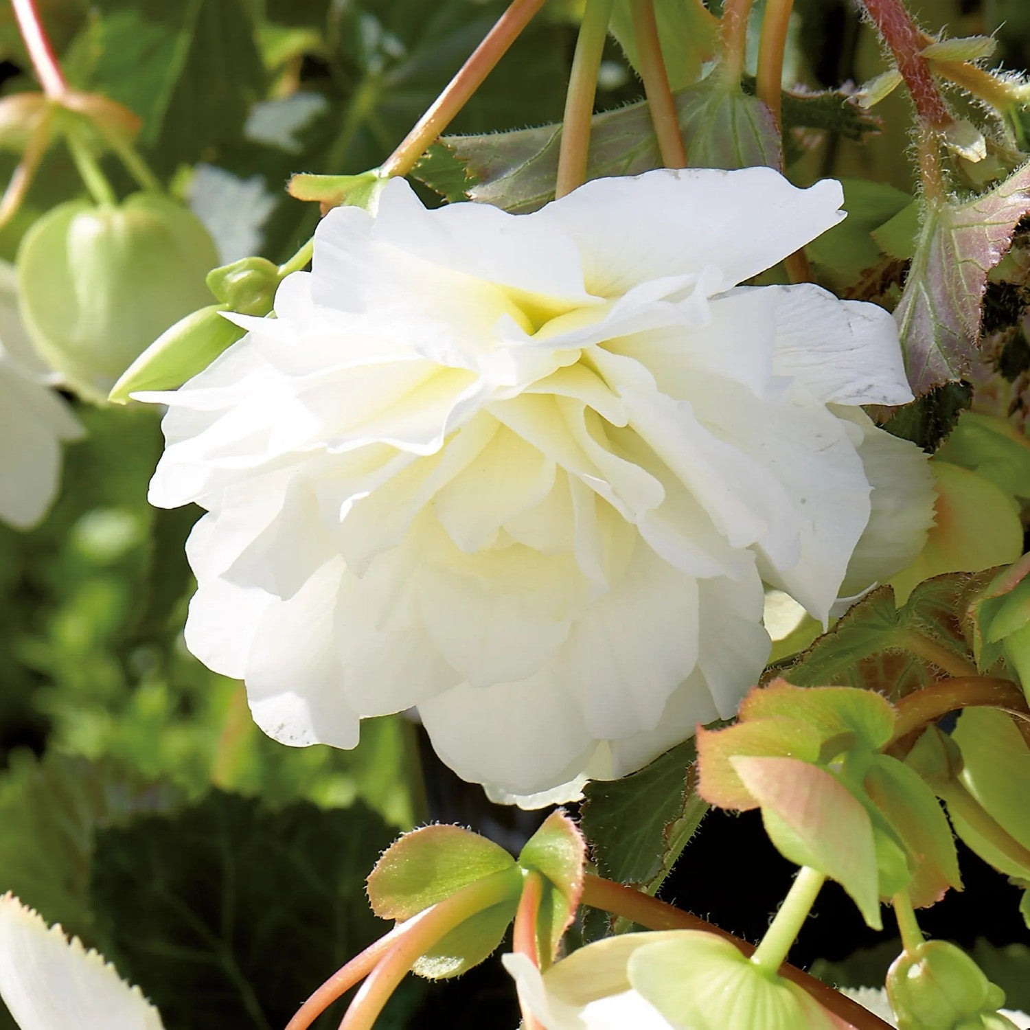 Begonie Weiß Blumensamen zur Aussaat elegant einjährig Blüten Gärten & Pots