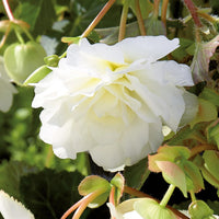 Begonie Weiß Blumensamen zur Aussaat elegant einjährig Blüten Gärten & Pots