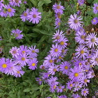 Blau Frikartii Blumensamen zur Aussaat – Anzucht – Traditionssorte & ohne Gentechnik Samen Hausgarten