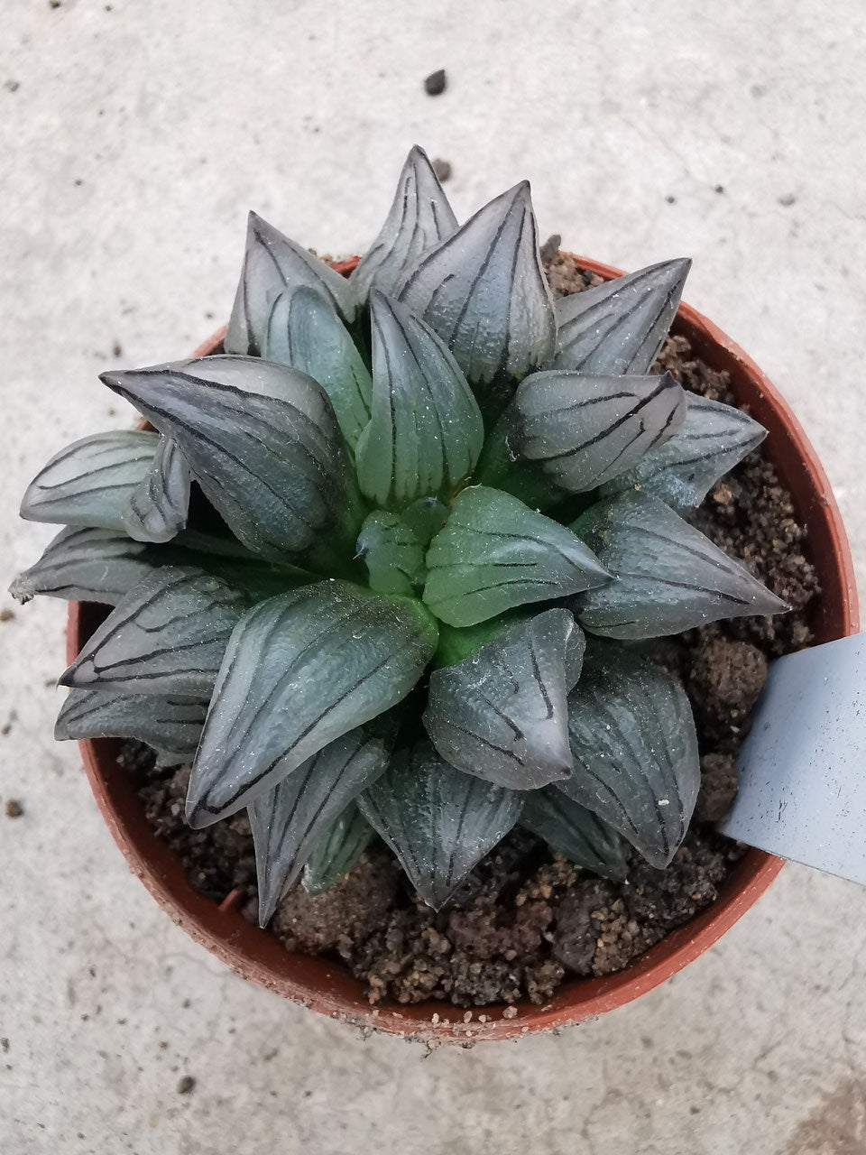 Haworthia Blumensamen zur Aussaat – hochwertige Qualitäts- – Traditionssorte & ohne Gentechnik Samen Hausgarten