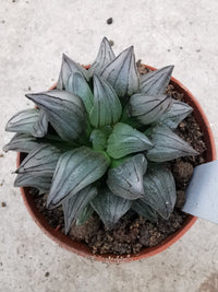 Haworthia Blumensamen zur Aussaat – hochwertige Qualitäts- – Traditionssorte & ohne Gentechnik Samen Hausgarten