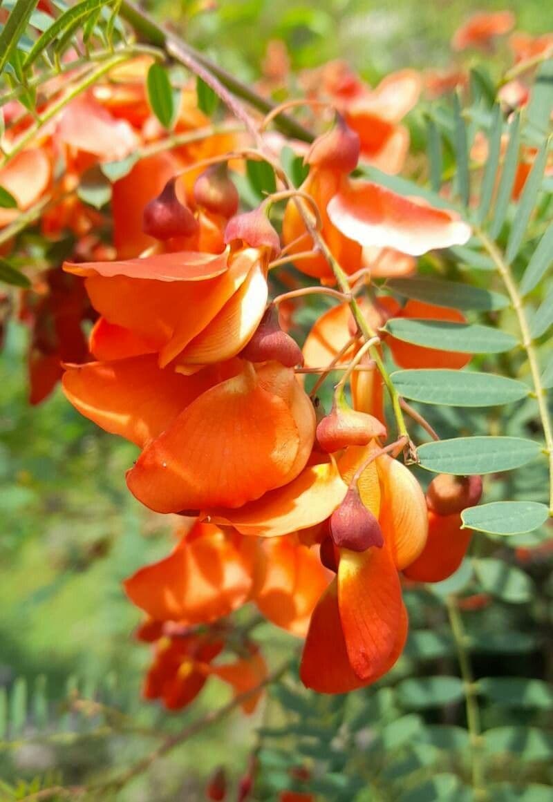 Sesbania Punicea Rot Blauregen Samen – Orange Blumen