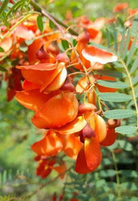 Sesbania Punicea Rot Blauregen Samen – Orange Blumen