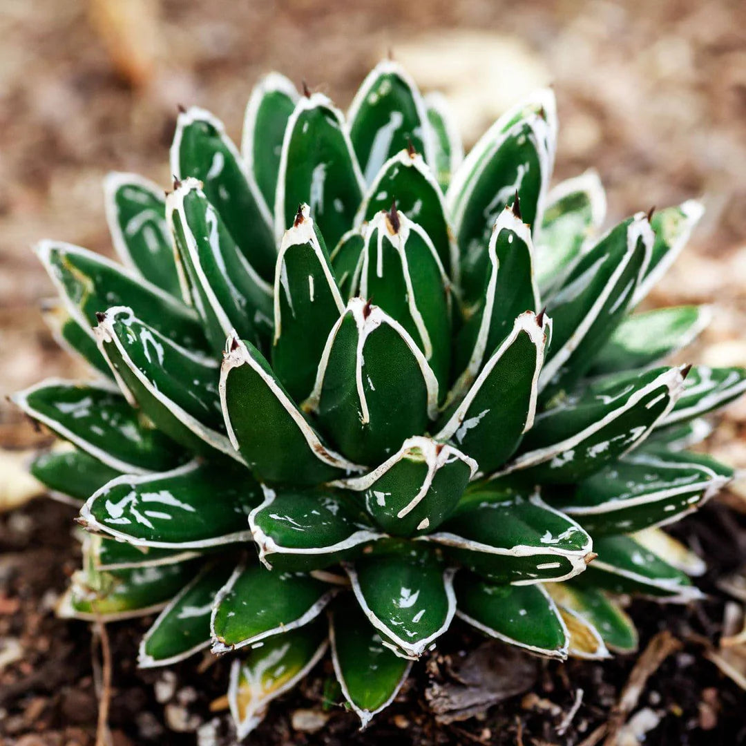 Agave Victoriae Blumensamen zur Aussaat kompakt Wuchs Traditionssorte & ohne Gentechnik Samen Hausgarten
