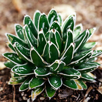 Agave Victoriae Blumensamen zur Aussaat kompakt Wuchs Traditionssorte & ohne Gentechnik Samen Hausgarten