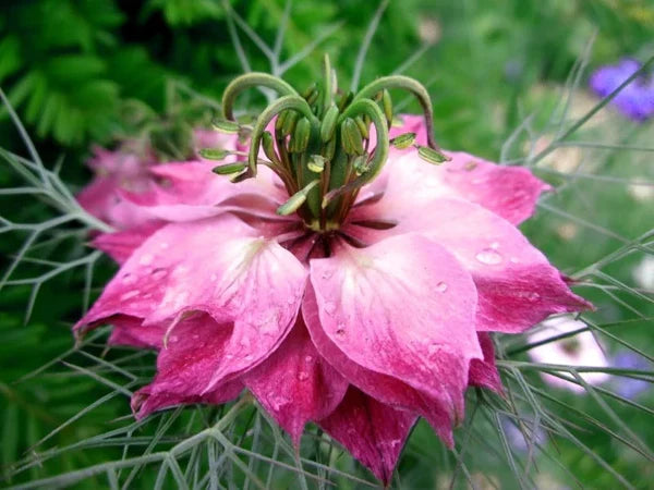 Rosa Nigella Damascena Blumensamen zur Aussaat – Wildblume Mischung – Traditionssorte & ohne Gentechnik Samen Hausgarten
