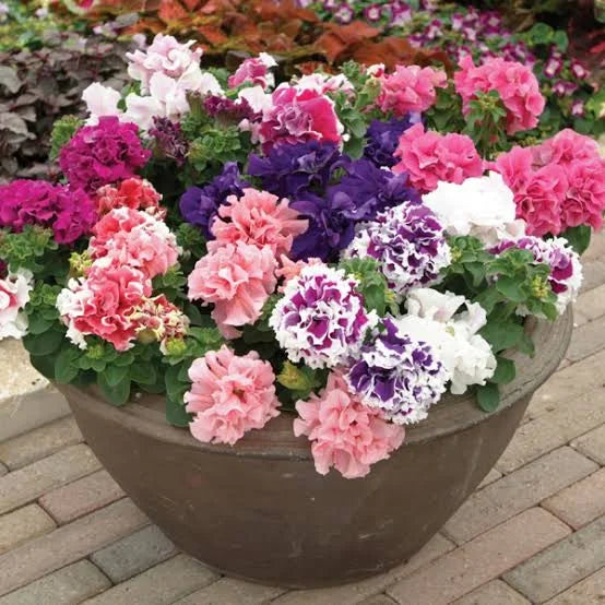 Gemischt gefüllt Petunie Blumensamen zur Aussaat Traditionssorte ohne Gentechnik leuchtend Garten Blüten