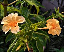 Orange Mirabilis Blumensamen zur Aussaat saisonal Dauerblüher Traditionssorte & ohne Gentechnik Samen Hausgarten