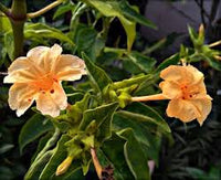 Orange Mirabilis Blumensamen zur Aussaat saisonal Dauerblüher Traditionssorte & ohne Gentechnik Samen Hausgarten