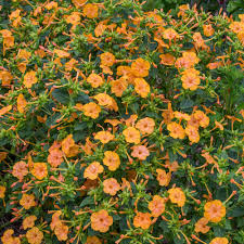Orange Mirabilis Blumensamen zur Aussaat saisonal Dauerblüher Traditionssorte & ohne Gentechnik Samen Hausgarten