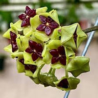 Grün Hoya Blumensamen zur Aussaat sonnenliebend Traditionssorte & ohne Gentechnik Samen Hausgarten