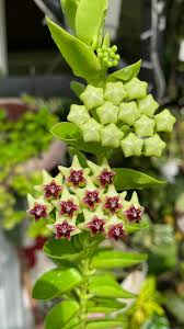 Grün Hoya Blumensamen zur Aussaat sonnenliebend Traditionssorte & ohne Gentechnik Samen Hausgarten