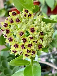 Grün Hoya Blumensamen zur Aussaat sonnenliebend Traditionssorte & ohne Gentechnik Samen Hausgarten