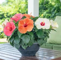 Traditionssorte Hibiskus Bonsai Blumensamen zur Aussaat leuchtend Blüten Traditionssorte & ohne Gentechnik Samen Hausgarten