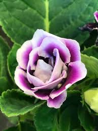 Violett Weiß Gloxinie Blumensamen zur Aussaat sonnenliebend Traditionssorte & ohne Gentechnik Samen Hausgarten