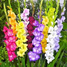 Lila Gelb Gladiole Blumensamen zur Aussaat saisonal Dauerblüher Traditionssorte & ohne Gentechnik Samen Hausgarten