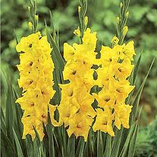 Lila Gelb Gladiole Blumensamen zur Aussaat saisonal Dauerblüher Traditionssorte & ohne Gentechnik Samen Hausgarten