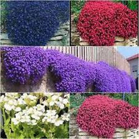 Gemischt Aubrieta Blumensamen zur Aussaat sonnenliebend Traditionssorte & ohne Gentechnik Samen Hausgarten