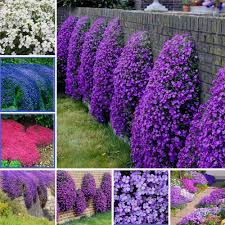 Gemischt Aubrieta Blumensamen zur Aussaat sonnenliebend Traditionssorte & ohne Gentechnik Samen Hausgarten