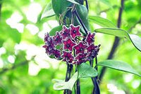 Lila Weiß Hoya Carnosa Blumensamen zur Aussaat Wildblume Mischung Traditionssorte & ohne Gentechnik Samen Hausgarten