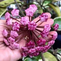 Lila Weiß Hoya Carnosa Blumensamen zur Aussaat Wildblume Mischung Traditionssorte & ohne Gentechnik Samen Hausgarten