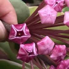 Lila Weiß Hoya Carnosa Blumensamen zur Aussaat Wildblume Mischung Traditionssorte & ohne Gentechnik Samen Hausgarten