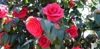 Kamelie Blumensamen zur Aussaat lang Blüte Saison Traditionssorte & ohne Gentechnik Samen Hausgarten