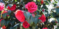 Kamelie Blumensamen zur Aussaat lang Blüte Saison Traditionssorte & ohne Gentechnik Samen Hausgarten