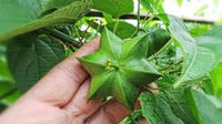 Plukenetia Blumensamen zur Aussaat farbenfroh Schau Traditionssorte & ohne Gentechnik Samen Hausgarten