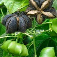 Plukenetia Blumensamen zur Aussaat farbenfroh Schau Traditionssorte & ohne Gentechnik Samen Hausgarten