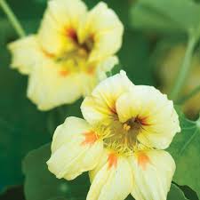 hell Pfirsichfarben Kapuzinerkresse Blumensamen Garten duftend Blüten Traditionssorte & ohne Gentechnik Samen Hausgarten