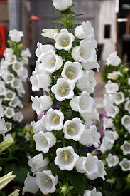 Weiß Canterbury Bells Blumensamen zur Aussaat leuchtend Traditionssorte & ohne Gentechnik Samen Hausgarten