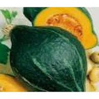 Green Hubbard Gemüse Samen zum Pflanzen
