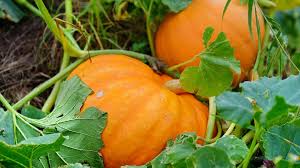 Mixed Pumpkin Planting Samen for a Bountiful Harvest