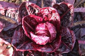 Rot Radicchio Gemüsesamen - Easy Planting for Home Gardens