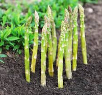 Mixed Asparagus Planting Samen for Gemüses