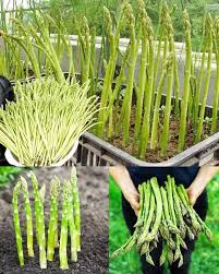 Mixed Asparagus Planting Samen for Gemüses
