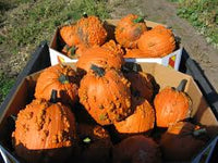 Orange Knucklehead Pumpkin Samen zum Pflanzen