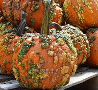 Orange Knucklehead Pumpkin Samen zum Pflanzen