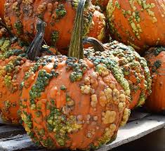 Orange Knucklehead Pumpkin Samen zum Pflanzen