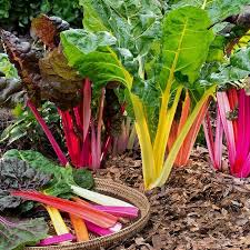 Mixed Swiss Chard Planting Samen for Your Garden